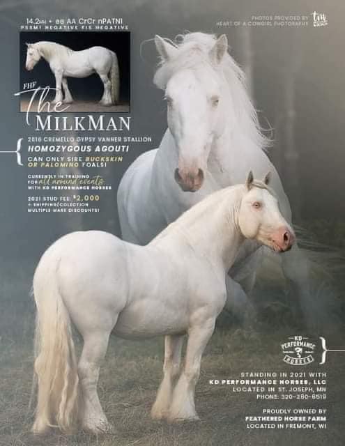 Cremello Gypsy Vanner Stallion - FHF THE MILKMAN